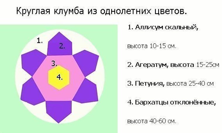 Схема посадки цветов на прямоугольной клумбе из однолетниками