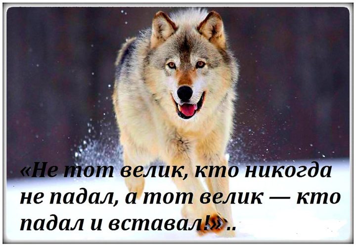 Всегда падает. Цитаты про падение и взлеты. Цитаты про взлеты и падения в жизни. Фразы про падения и взлеты. Без падений не бывает взлетов.