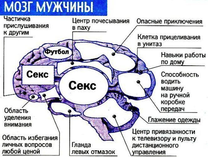 Мужской мозг женский мозг как понять друг друга картинка