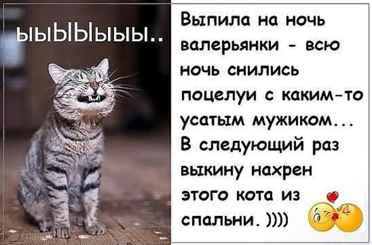 Вчера с котом. Коты и валерьянка приколы. Кот и валерьянка прикол. Анекдоты про котов. Приколы про валерьянку и котов.