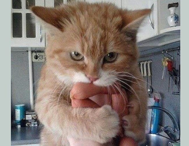 Сосиска кот