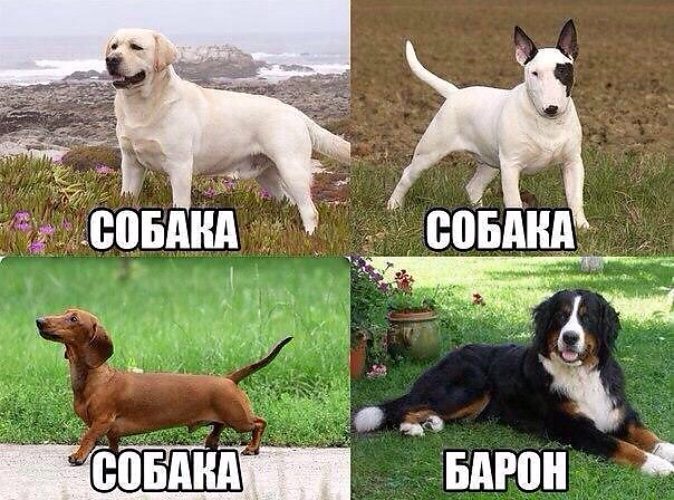 Древнерусские клички собак мем
