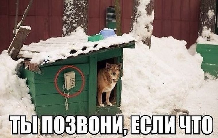 Картинки, прикольные картинки на телефон когда тебе звонят