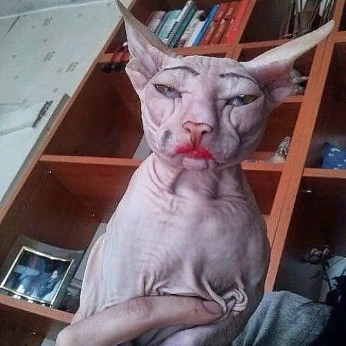 Как выглядит лицо кота Когда женщины за 60 хотят выглядеть на 25 !!! - Юмор - 65990 - Tabor.ru