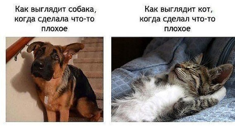 Про кошек про собак
