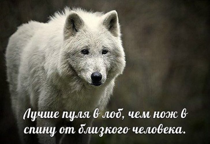 Картинки с волками и надписями про жизнь со смыслом новые зимой, картинки для