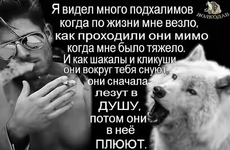 Лучше быть последним среди волков чем первым среди шакалов картинка