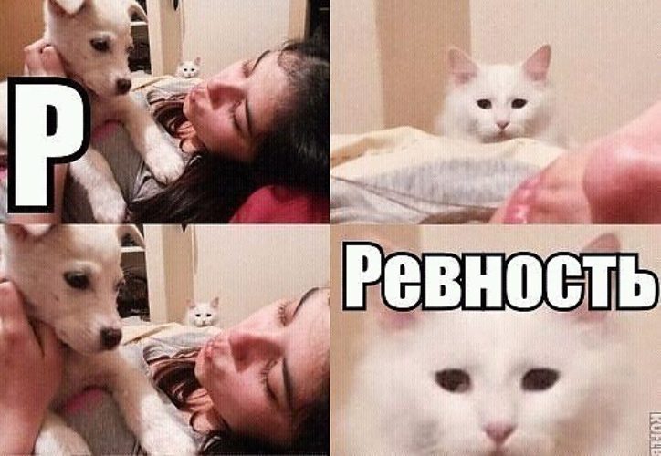 Мило ревнует. Ревнивый кот. Мемы про ревность. Мемы про котов. Смешные картинки про ревность.
