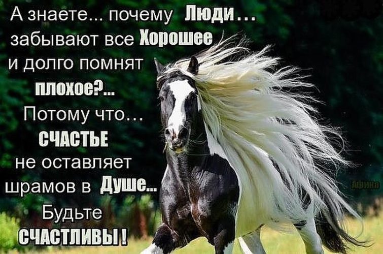 Почему плохо пока. Люди не помнят добра цитаты. Цитаты про лошадей. Люди забывают хорошее. Добро забывается быстро.