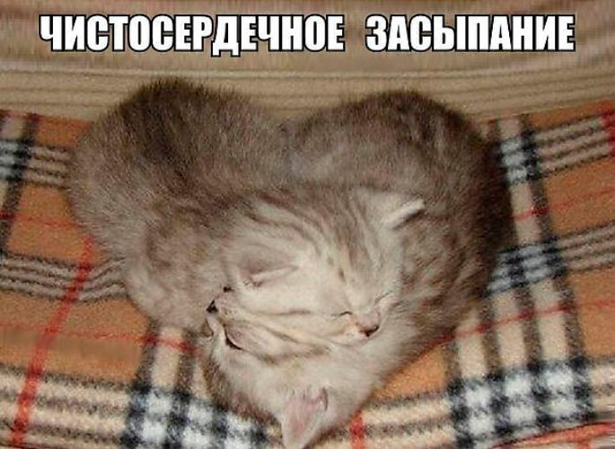 Спокойной ночи картинки смешные с животными с надписями