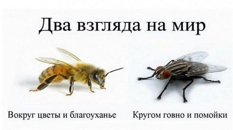 Скачай это бесплатное Фото на тему Муха мем и открой