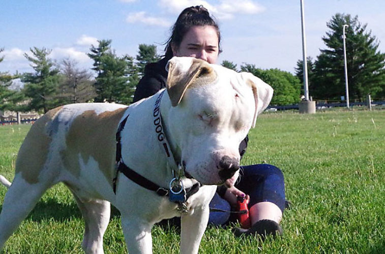 спас женщин собакой. ньюфаундленд собака спасает людей. женщина ныряет в прорубь. бездомный пес. спасение собаки из воды.