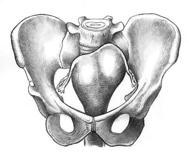 классификация узкого таза акушерство. женский таз. женский таз с акушерской точки. анатомия женского таза в акушерстве. темы таз.