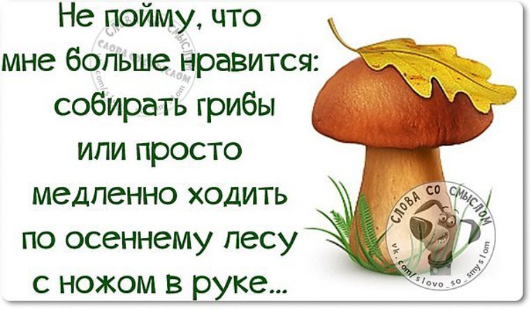 Нравится ходить. Цитаты про грибы. Фразы про грибы прикольные. Грибы прикол. Высказывания про грибы.