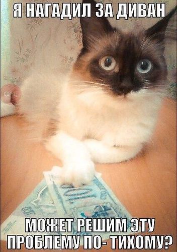 Кот дает деньги мем Лента по интересам - Юмор - 178075 - Tabor.ru