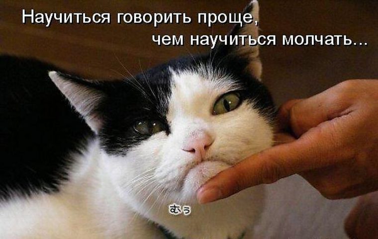 Почему коты молчат. Кот молчит. Молчаливый кот. Агрессивно молчит кот. Кот молчун.