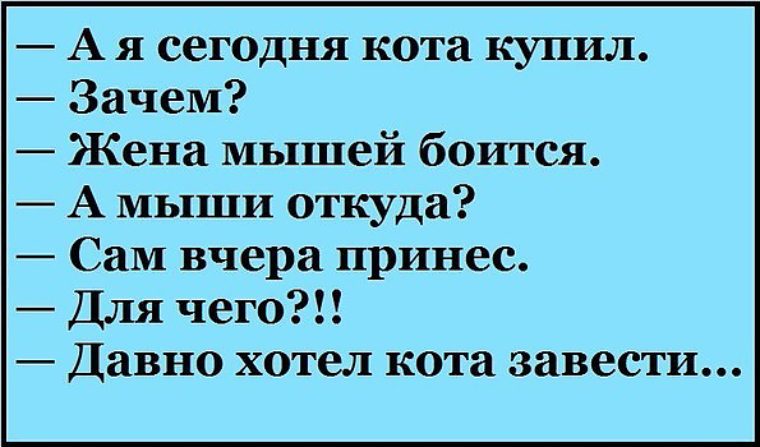 Зачем ты купила. Анекдот про кота. Анекдоты с котами. Давно хотел кота анекдот.