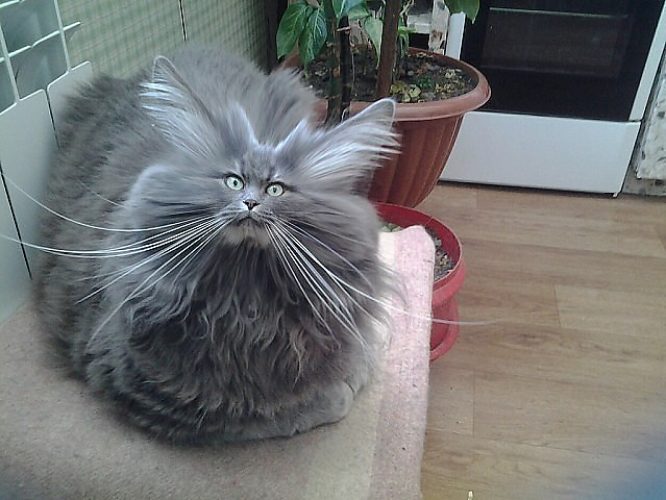 Это кот