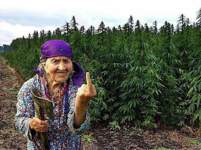 Картинки прикольные с конопли