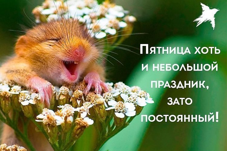 Хорошей пятницы в картинках смешные, картинках смешные открытки