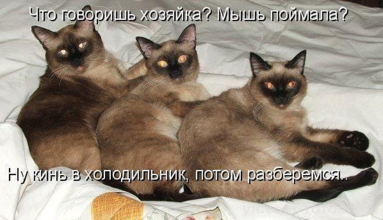 Я сначала паникую. Приколы интеллектуальный юмор. Я паникую потом разбираюсь. Паника афоризмы весёлые. Я сначала паникую потом.