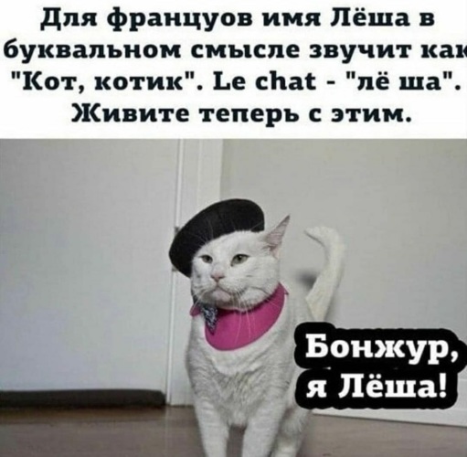 Леша котик по французски