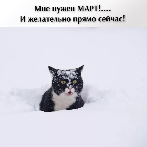 Зимний мем с котом