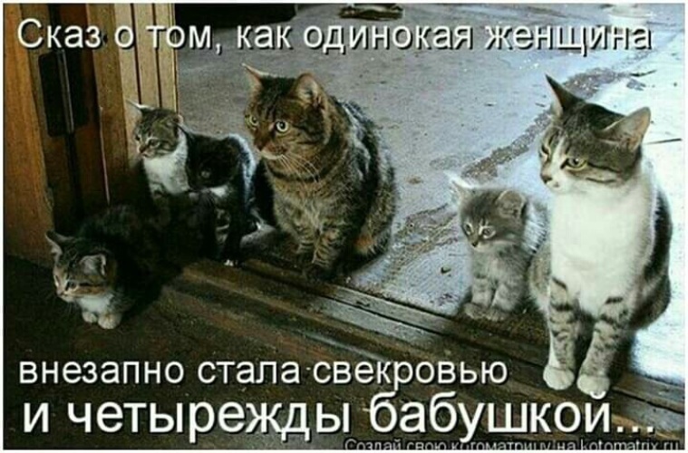 Фото Кошек До Слез