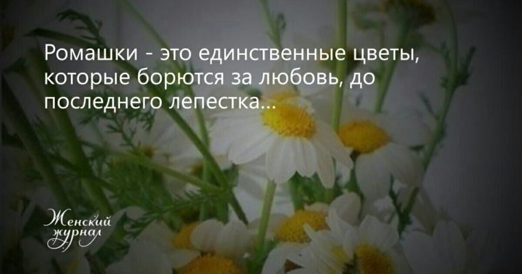 Единственный июнь. Ромашки это единственные цветы. Ромашки это единственные цветы которые борются. Ромашка это единственный цветок который борется за любовь. Ромашка это цветок который борется за любовь до последнего лепестка.