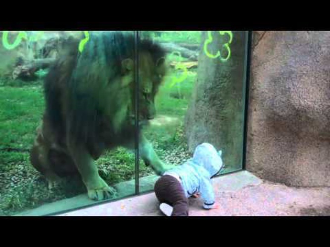 She at the zoo last month. Из зоопарка сбежал слон. Разбил стекло в зоопарке. Обезьяна разбила стекло в зоопарке камнем. Человек в вольере со львами.