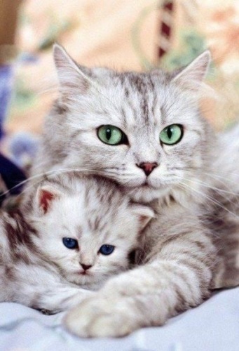 Фото с котиками красивые
